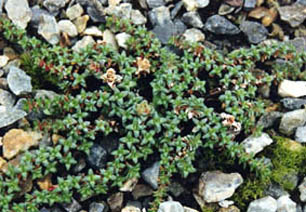 Saxifraga retusa